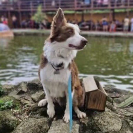 Laisse pour chien | DogWin - TOUTOU VOYAGEUR