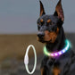 Collier chien lumineux | avec LightNice votre toutou devient une supernova colorée ! - TOUTOU VOYAGEUR