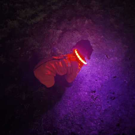 collier chien lumineux | LightEclair - TOUTOU VOYAGEUR