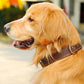 Collier cuir pour chien | ForestCollar