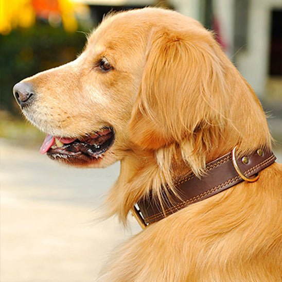 Collier cuir pour chien | ForestCollar