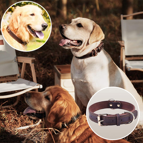 Collier cuir pour chien | ForestCollar