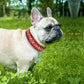 Collier en cuir pour chien | EtnikCollar - TOUTOU VOYAGEUR