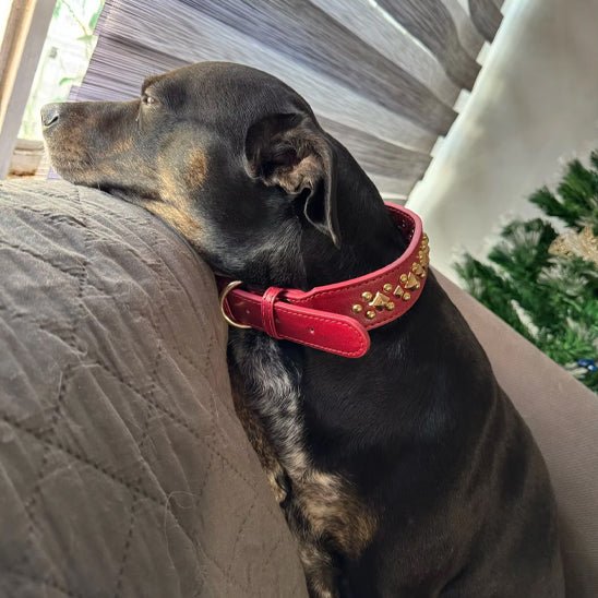 Collier en cuir pour chien | EtnikCollar - TOUTOU VOYAGEUR