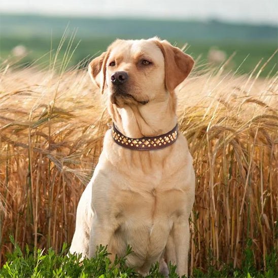 Collier en cuir pour chien | EtnikCollar - TOUTOU VOYAGEUR