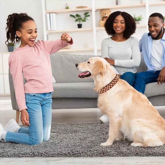 Collier en cuir pour chien | EtnikCollar - TOUTOU VOYAGEUR