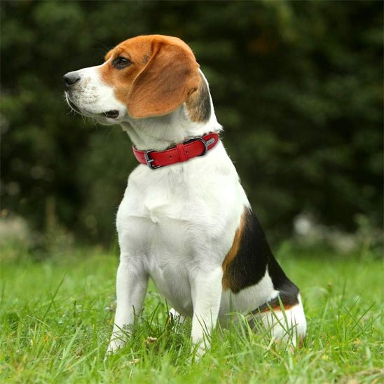 Collier en cuir pour chien | NatuDidog - TOUTOU VOYAGEUR
