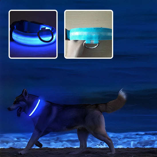 Collier lumineux pour chien |  DogLamp