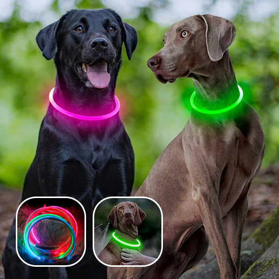 Collier lumineux pour chien| DogShiny