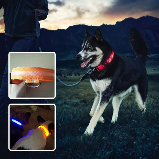 Collier lumineux pour chien |  DogLamp