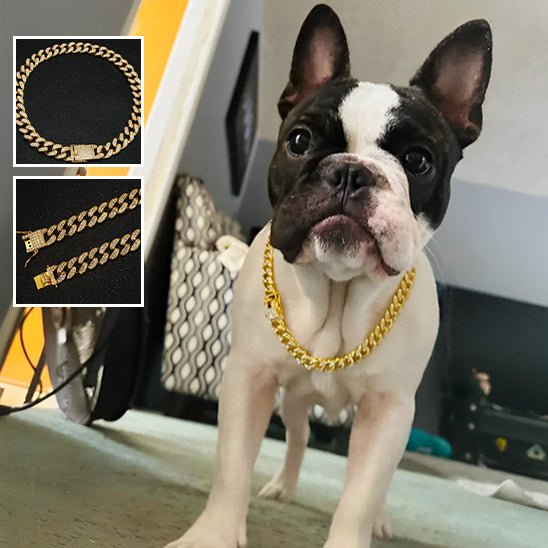 Collier pour chien | KingCollar - TOUTOU VOYAGEUR