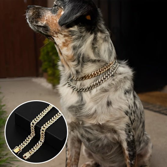 Collier pour chien | KingCollar - TOUTOU VOYAGEUR