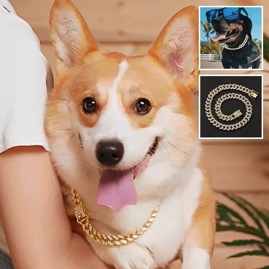 Collier pour chien | KingCollar - TOUTOU VOYAGEUR