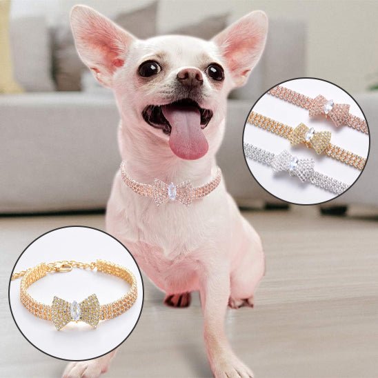 collier pour chien | LoveCollar - TOUTOU VOYAGEUR