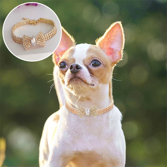 collier pour chien | LoveCollar - TOUTOU VOYAGEUR