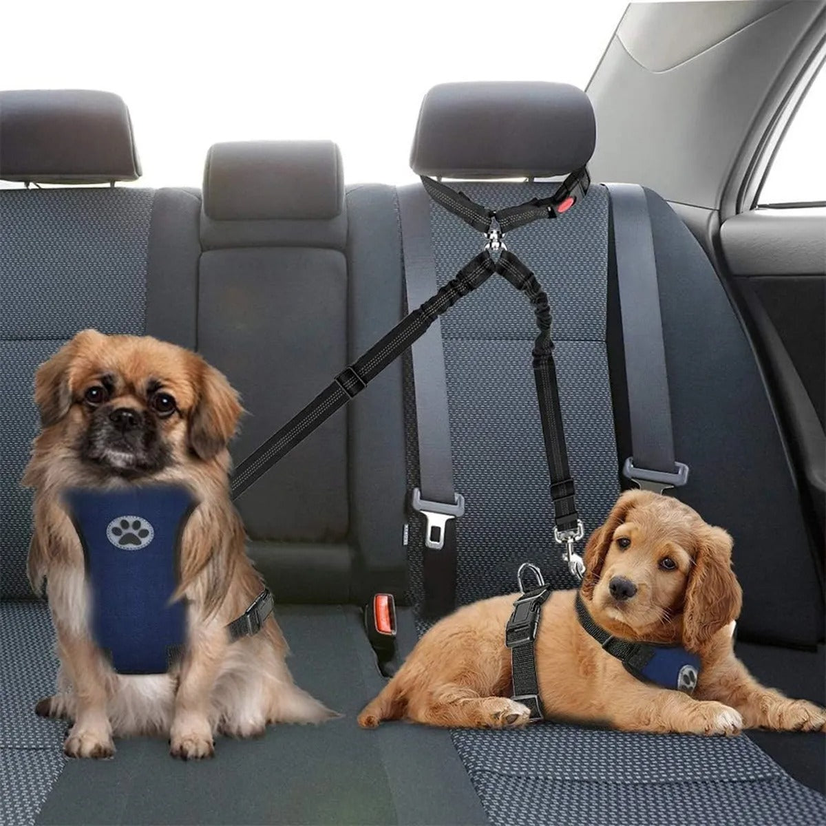 Laisse chiens double | CarFriends
