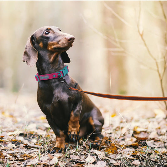 Longe chien | Wolfone-Universe