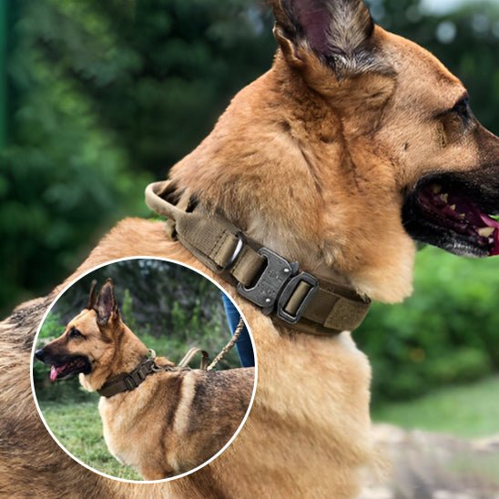 DogContrôl™ - Collier de dressage pour animal de compagnie - TOUTOU VOYAGEUR