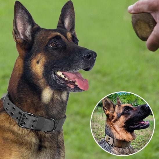 DogForce™ : La solution incroyable pour un dressage efficace et en douceur - TOUTOU VOYAGEUR