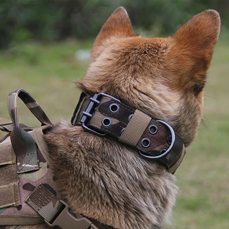 DogForce™ : La solution incroyable pour un dressage efficace et en douceur - TOUTOU VOYAGEUR