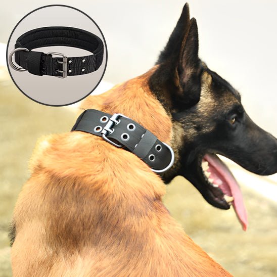DogForce™ : La solution incroyable pour un dressage efficace et en douceur - TOUTOU VOYAGEUR