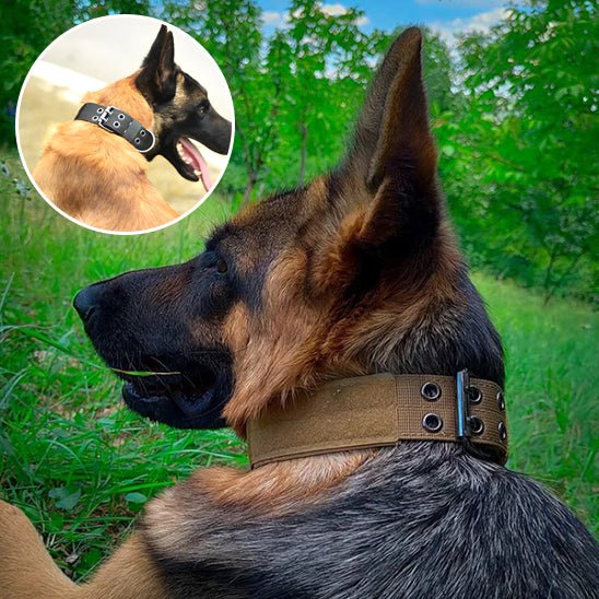 DogForce™ : La solution incroyable pour un dressage efficace et en douceur - TOUTOU VOYAGEUR