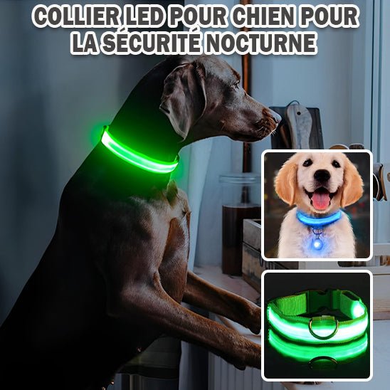 DogLamp™ : Sécurité et Visibilité Maximales pour Votre fidèle ami! - TOUTOU VOYAGEUR