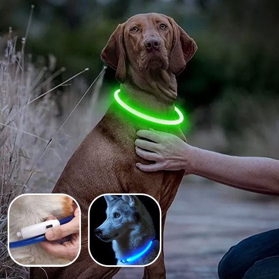 DogShiny™ collier lumineux LED pour chien : être un phare dans la nuit! - TOUTOU VOYAGEUR