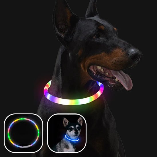DogShiny™ collier lumineux LED pour chien : être un phare dans la nuit! - TOUTOU VOYAGEUR