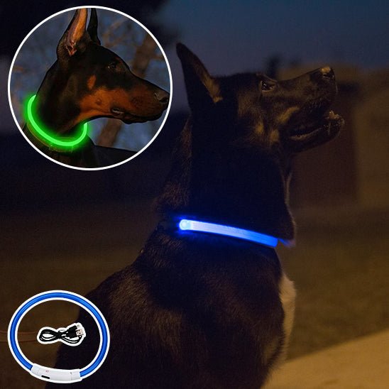 DogShiny™ collier lumineux LED pour chien : être un phare dans la nuit! - TOUTOU VOYAGEUR