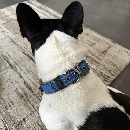 Dressage chien collier | LoveFly - TOUTOU VOYAGEUR