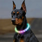 Collier chien lumineux | LightNice