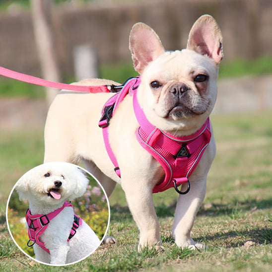 Chien Harnais | Bonnie