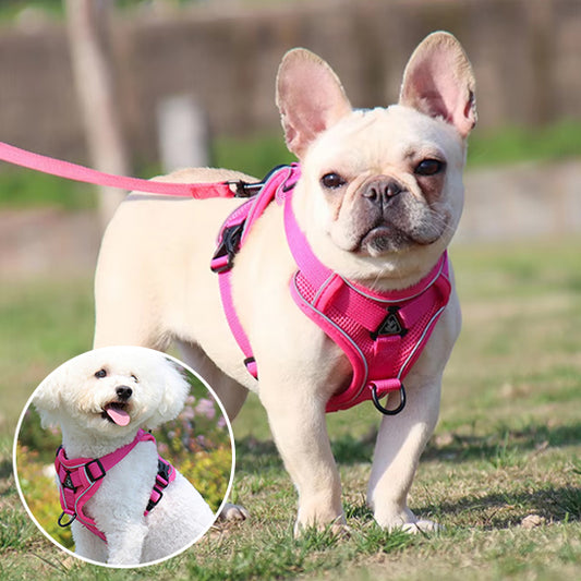 Chien Harnais | Bonnie