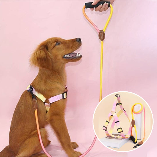 Chien harnais anti traction | Flashh