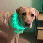 Collier chien lumineux | LightNice