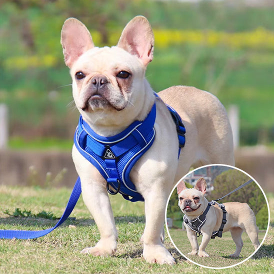 Chien Harnais | Bonnie