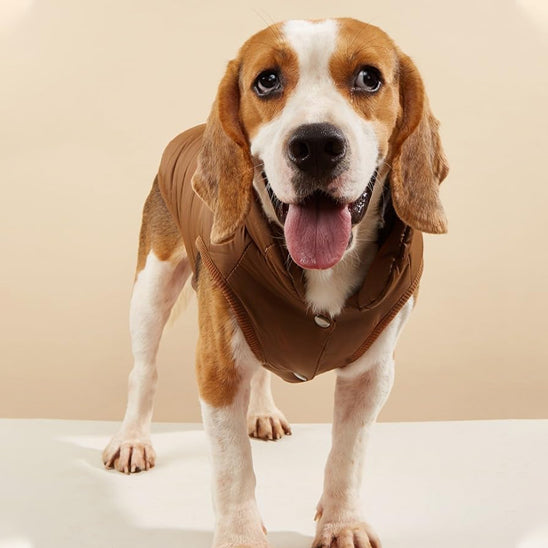 Manteau chien  | CâlinDoggy