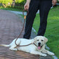 Laisse chiens | DogNice