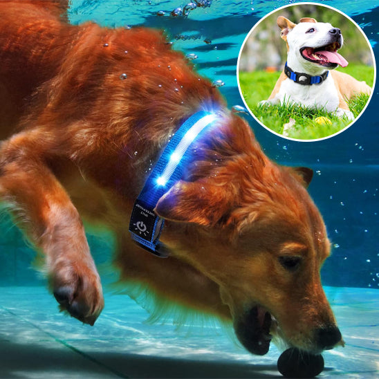 Collier Gps pour chien sans abonnement | GpsLightDoggy