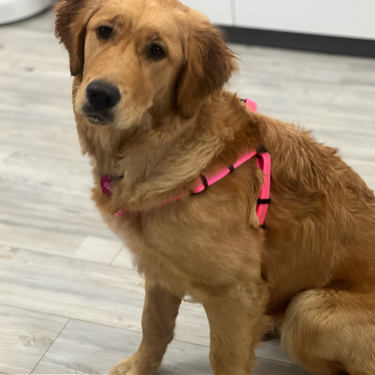 Harnais chien | Junon