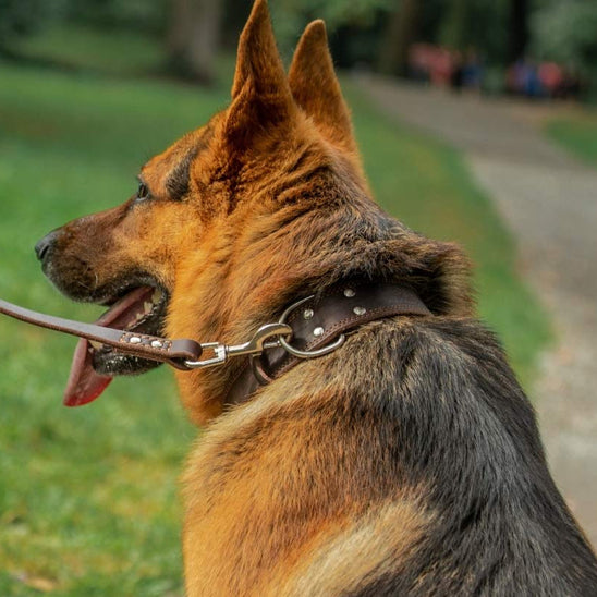 Collier cuir pour chien | ForestCollar
