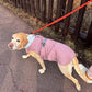 Manteau Chien Imperméable JasperDoggy | ThermoProtect