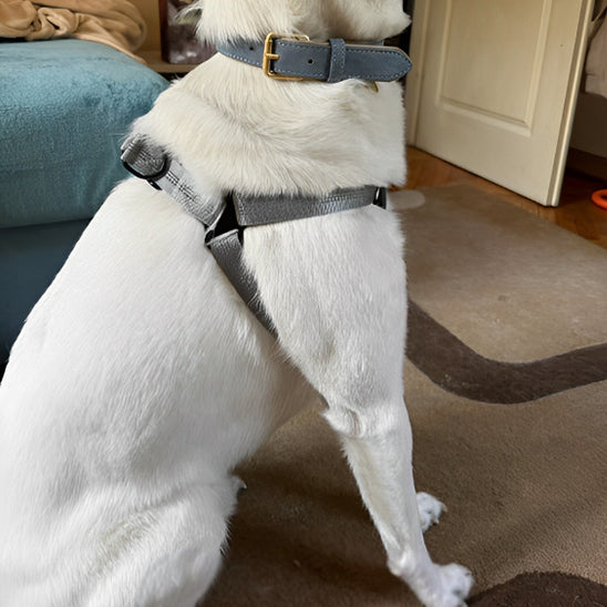 Harnais chien | Junon