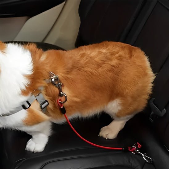 Laisse chien | Dog - CarLéo - TOUTOU VOYAGEUR