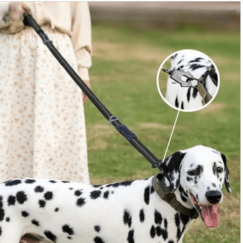 laisse chien | Dog - CarRex - TOUTOU VOYAGEUR