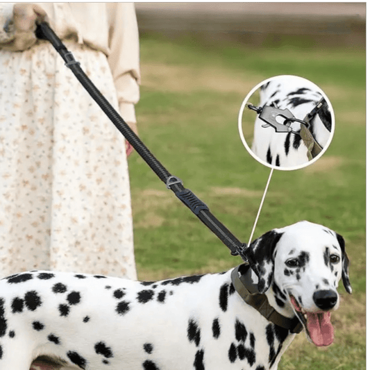 laisse chien | Dog - CarRex - TOUTOU VOYAGEUR