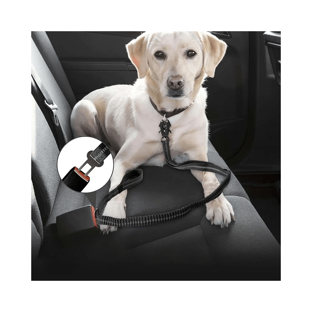 laisse chien | Dog - CarRex - TOUTOU VOYAGEUR