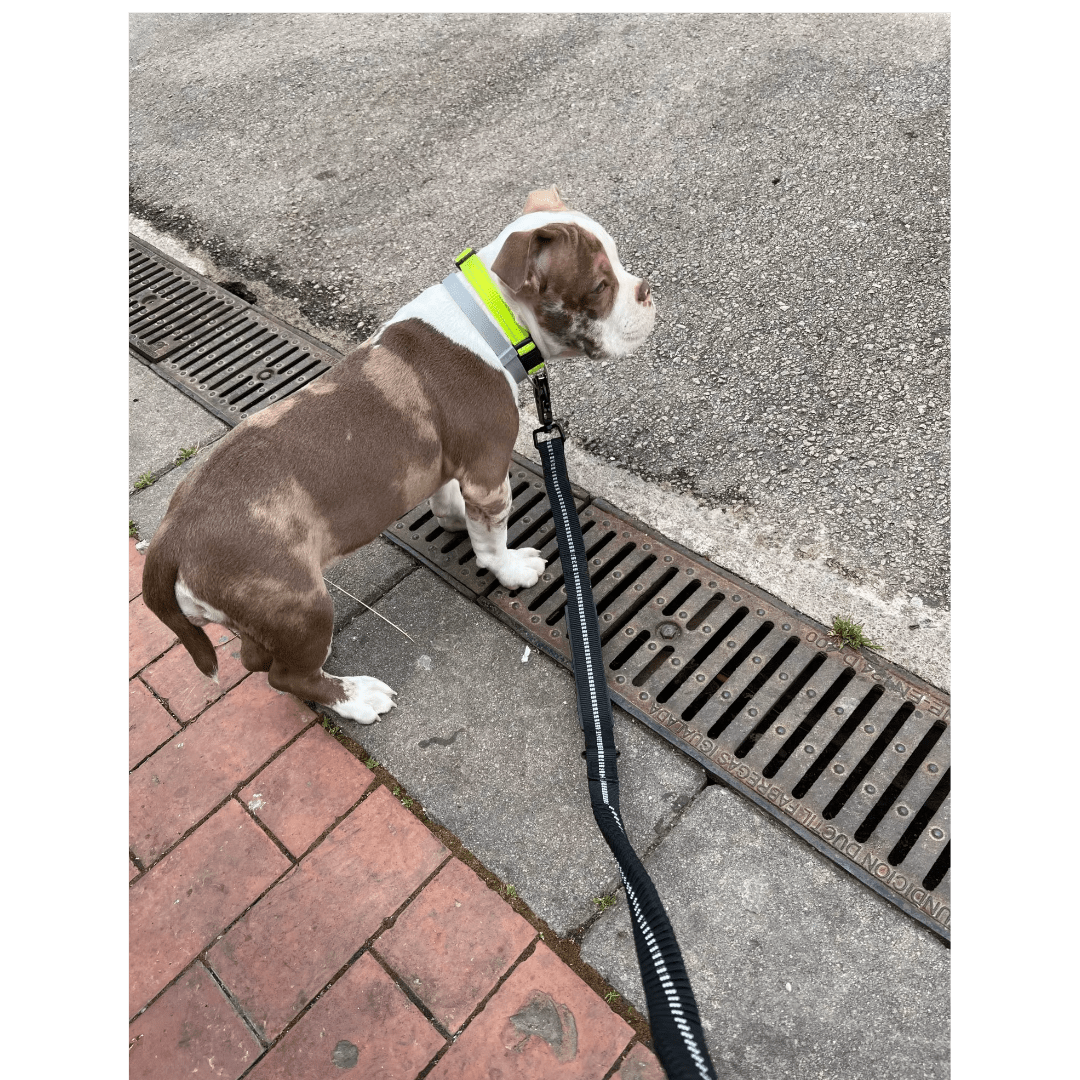 laisse chien | Dog - CarRex - TOUTOU VOYAGEUR