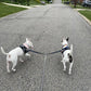 Laisse double chien | Crapette - TOUTOU VOYAGEUR